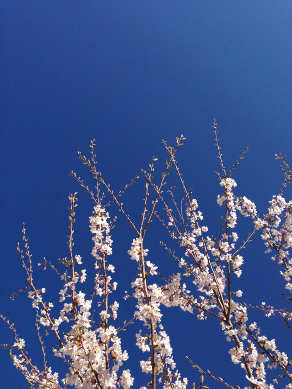 plum blossoms